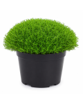 Sagina subulata `Green Moss`